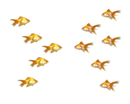Many beautiful goldfishes isolated on white background (can be used individually)の写真素材