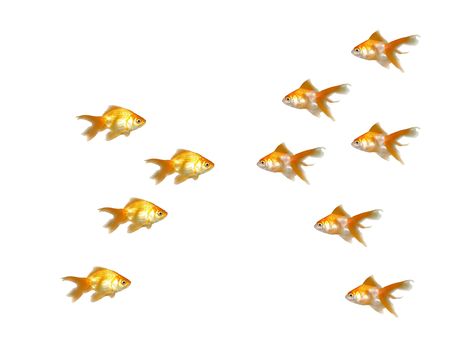 Many beautiful goldfishes isolated on white background (can be used individually)の写真素材