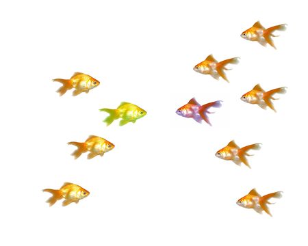 Outnumbered - Many beautiful goldfishes isolated on white background (can be used individually)の写真素材