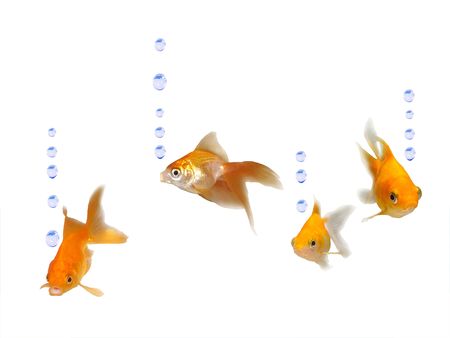Friendly goldfishes with water bubbles - Many friendly beautiful goldfishes isolated on white background (can be used individually)の写真素材