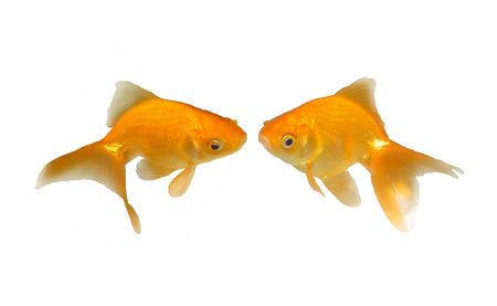 Lovely Kissing Goldfishes - Wedding Invitation - Two beautiful friendly goldfishes isolated on white background (can be used individually)の写真素材