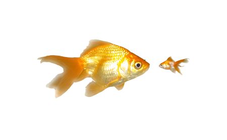 Large and Small Goldfishes (Power) - Two beautiful friendly goldfishes isolated on white background (can be used individually)の写真素材