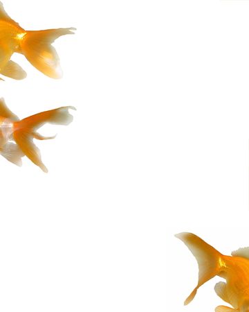 Goldfishes Backgroundの写真素材