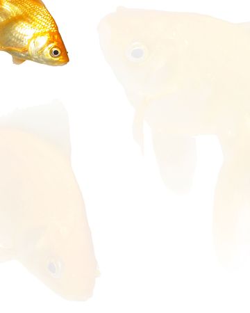 Goldfishes Background (with watermark)の写真素材