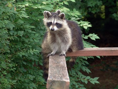 Lovely pair of raccoons resting and starring on a deck during the day                               の写真素材