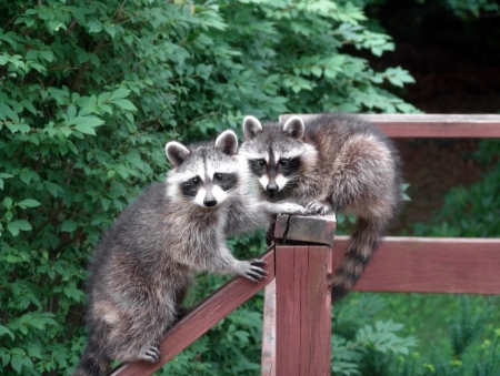 Lovely pair of raccoons resting and starring on a deck during the day                               の写真素材