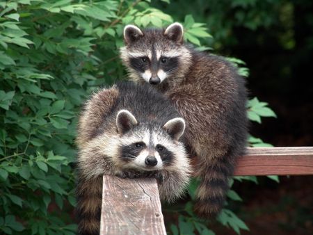 Lovely pair of raccoons resting and starring on a deck during the day                               の写真素材