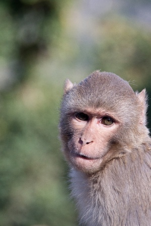 Monkey looking in camera