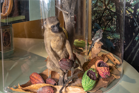 Bruges, Belgium - October 5, 2018: Choco-Story, the Chocolate Museum is a source of data and historical, geographical and botanical information as well as recipes.のeditorial素材