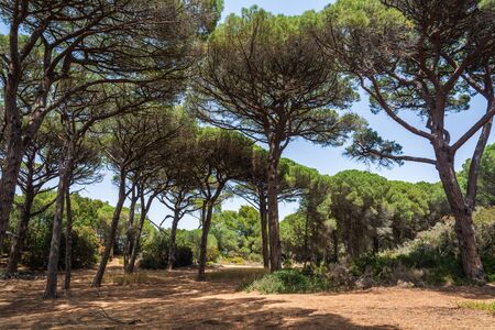 The island of Porquerolles is one of the most beautiful island of Franceの写真素材