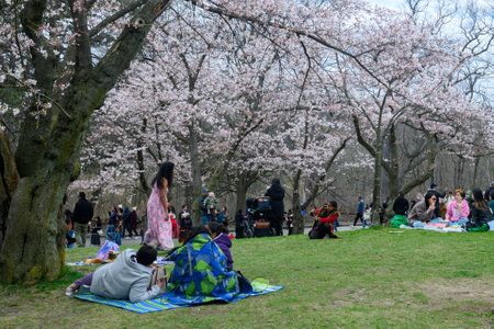 Toronto, ON, Canada â April  21, 2024:  People have a picnic under cherry tree branches with white and pink flowers in full blossom in High Parkのeditorial素材