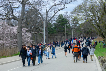 Toronto, ON, Canada â April  21, 2024: people enjoying cherry blossom viewing (and relaxation) in High Parkのeditorial素材