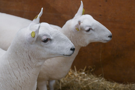 Toronto, ON, Canada - November 14, 2025: Pair of white lambs with ear tags standing on hay in wooden pen, side view, farm livestock at agricultural fair exhibitionのeditorial素材