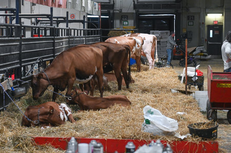 Toronto, ON, Canada - November 14, 2025: Jersey cows and calves resting and eating hay in pens at an indoor agricultural fair, with people and equipment in backgroundのeditorial素材
