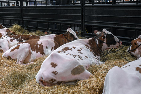 Toronto, ON, Canada - November 14, 2025: Dairy cows with brown-and-white spots resting on hay in pens at an agricultural exhibition highlighting animal care and showing competitionのeditorial素材