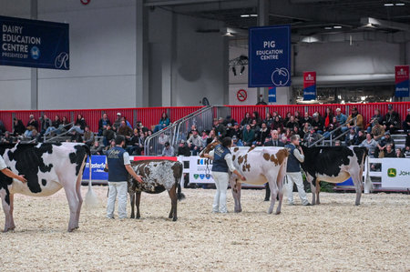 Toronto, ON, Canada - November 14, 2025: Handlers standing with various dairy cattle breeds in an arena during a livestock competition at The Royal Agricultural Winter Fairのeditorial素材
