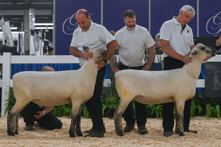 Toronto, ON, Canada - November 14, 2025: Professional handlers presenting two healthy sheep, showcasing their quality and conformation during a livestock competition at an agricultural fairのeditorial素材