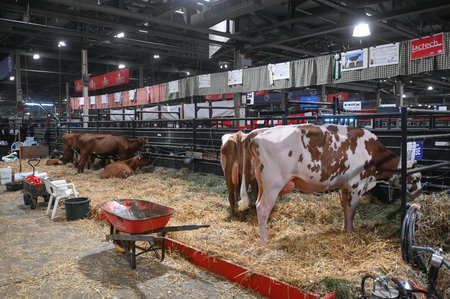 Toronto, ON, Canada - November 14, 2025: Dairy cattle resting and feeding in straw-filled pens during an agricultural trade show or livestock exhibitionのeditorial素材