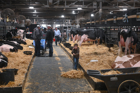 Toronto, ON, Canada - November 14, 2025: Dairy cows resting in stalls bedded with straw. Farmers and a child observing livestock at an agricultural fair or expositionのeditorial素材