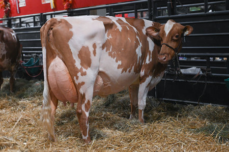 Toronto, ON, Canada - November 14, 2025: Dairy cow with a prominent udder standing in a straw-filled pen at an agricultural fair. Focusing on livestock and farmingのeditorial素材