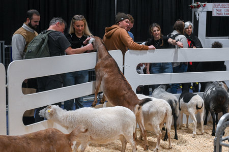 Toronto, ON, Canada - November 14, 2025: Visitors petting and feeding goats and sheep at an indoor agricultural exhibition, fostering connection with livestockのeditorial素材
