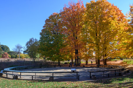 Toronto, ON, Canada - October 10, 2025: Outdoor labyrinth path winding through vibrant High Park maple trees, bright autumn colors under a sunny blue sky in Torontoのeditorial素材