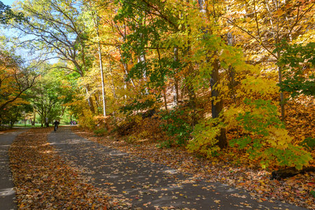Toronto, ON, Canada - October 10, 2025: Person riding a bicycle on a paved path covered with colorful fallen maple leaves in a sunny Toronto park during peak autumnのeditorial素材