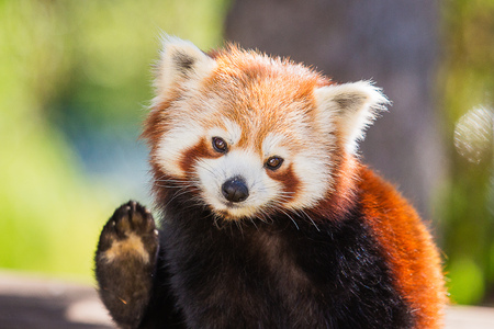 Red pandaの写真素材