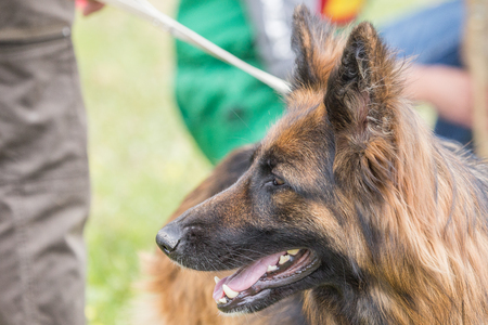 German shepherdの写真素材