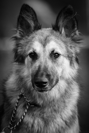 German shepherdの写真素材