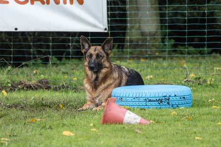 German shepherdの写真素材