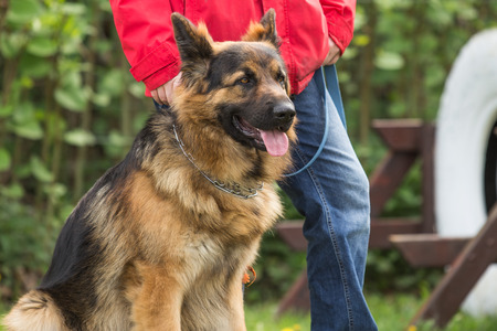 German shepherdの写真素材