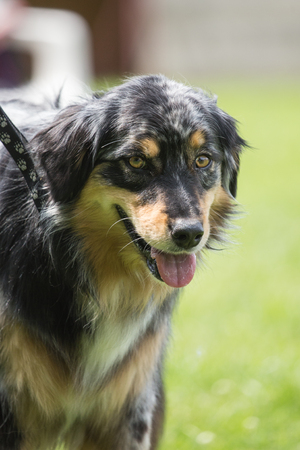 Australian shepherdの写真素材