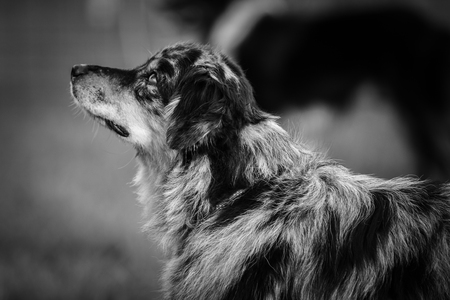 Australian shepherdの写真素材