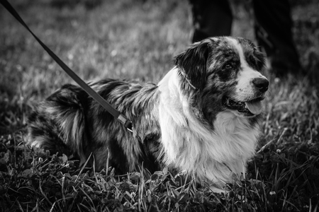 Australian shepherdの写真素材