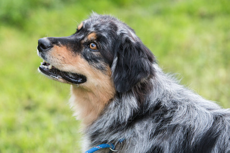 Australian shepherdの写真素材