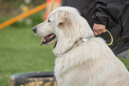 White Swiss Shepherd