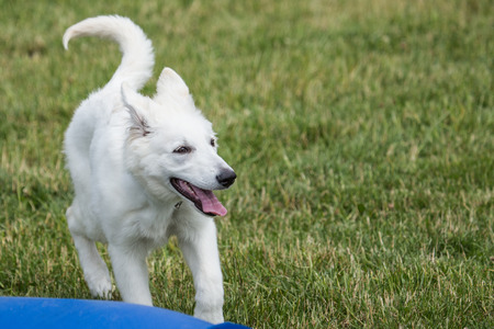 White Swiss Shepherd
