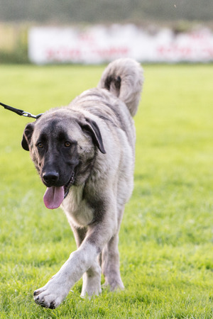Anatolian Shepherd Dog