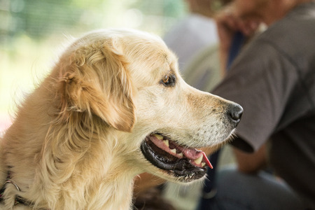 portrait of golden retriever dog outdoors from belgiumの写真素材