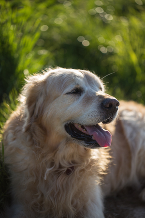 portrait of golden retriever dog outdoors from belgiumの写真素材