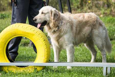 portrait of golden retriever dog outdoors from belgiumの写真素材