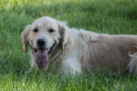 Golden retrieversの写真素材