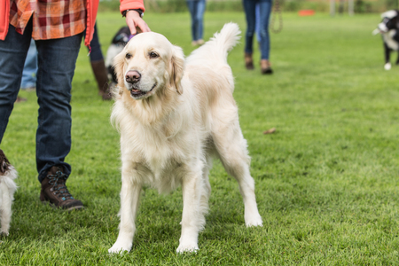 Golden retrievers