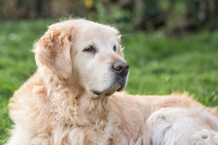 portrait of golden retriever dog outdoors from belgiumの写真素材