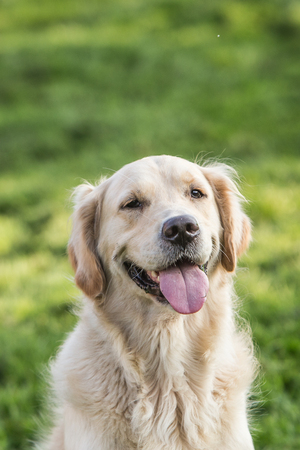 portrait of golden retriever dog outdoors from belgiumの写真素材