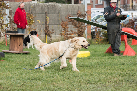 Golden retrieversのeditorial素材