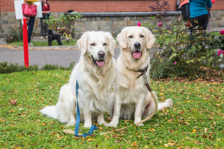 portrait of golden retriever dog outdoors from belgium