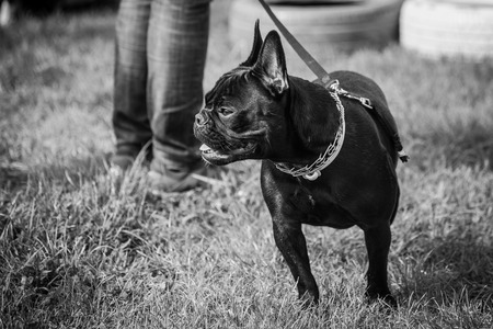 Bulldogの写真素材