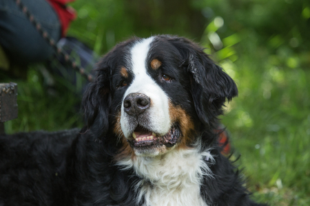 Bernese Mountain Dogの写真素材